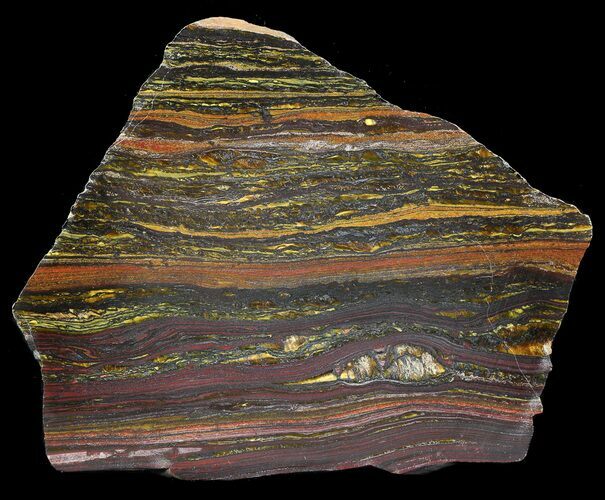 Polished Tiger Iron Stromatolite - ( Billion Years) #42586